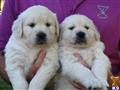 golden retriever puppy posted by Tom Watson